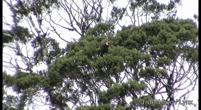 Macgregor's Honeyeater - ML201184911