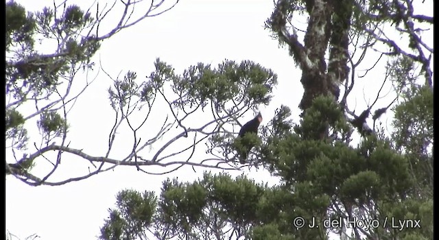 Macgregor's Honeyeater - ML201184921