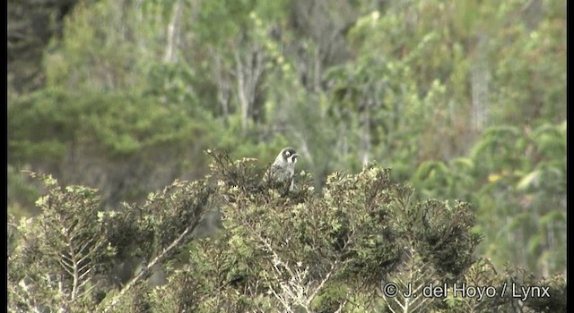 blåørehonningeter - ML201184941