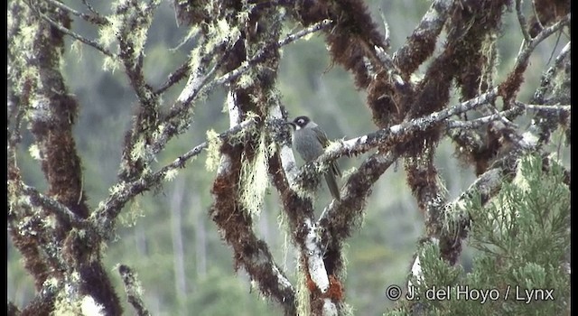 blåørehonningeter - ML201184961