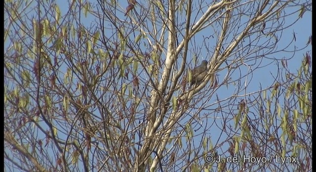 Common Cicadabird (Slender-billed) - ML201185021