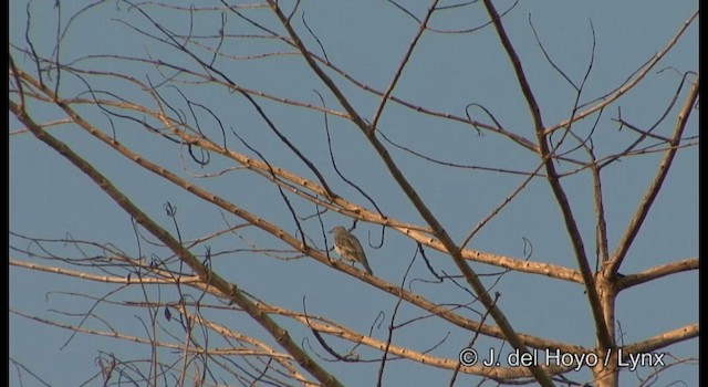 Common Cicadabird (Slender-billed) - ML201185031