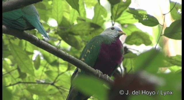 Wompoo Fruit-Dove - ML201185081