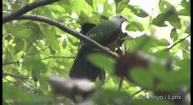 Wompoo Fruit-Dove - ML201185091