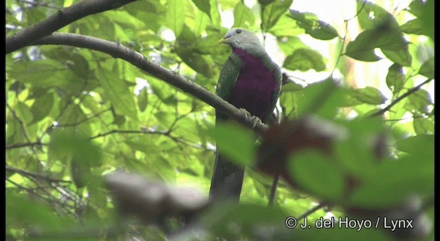 Wompoo Fruit-Dove - ML201185101