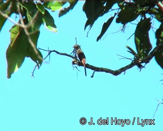 Minivet Rosado - ML201185221