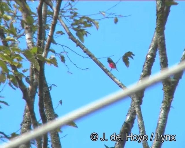 Short-billed Minivet - ML201185231