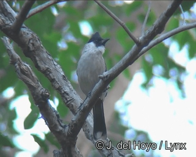 Bulbul cul-d'or - ML201185261