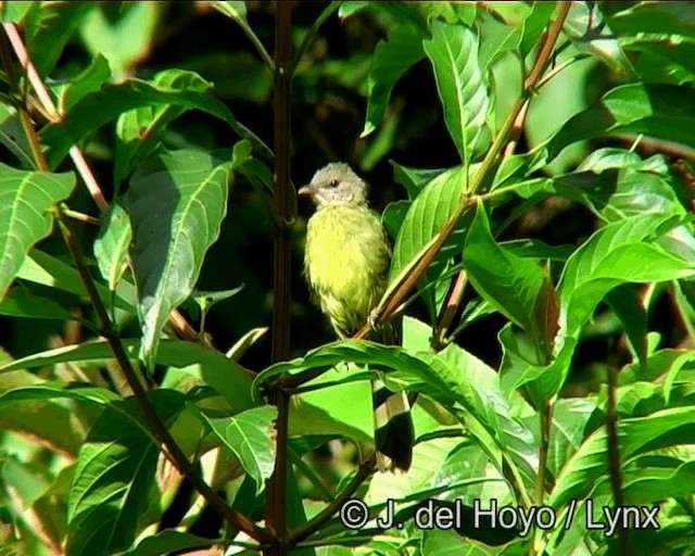 Flavescent Bulbul - ML201185291