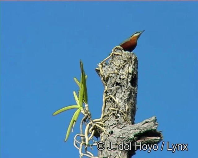 Burmese Nuthatch - ML201185351