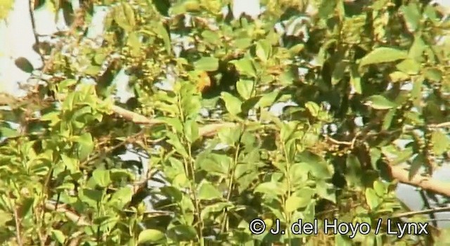 Red-headed Lovebird - ML201185371