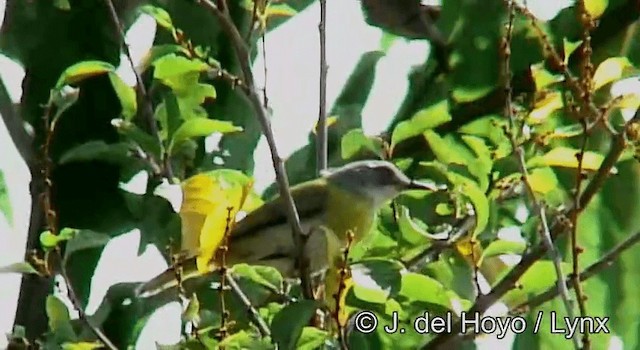 Yellow-breasted Apalis (Yellow-breasted) - ML201185381