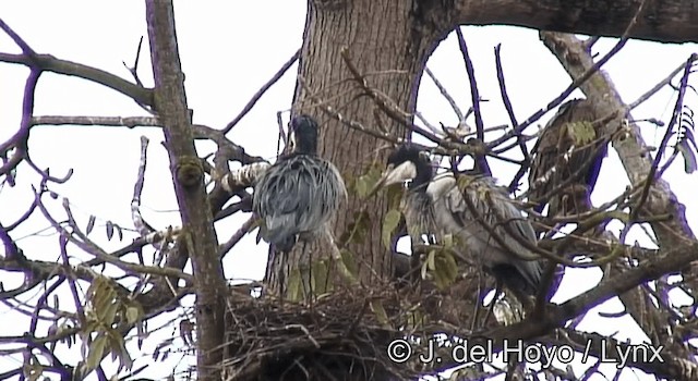 Black-headed Heron - ML201185391