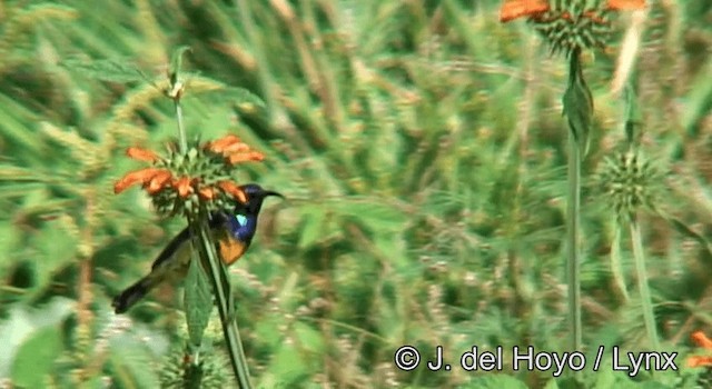 Variable Sunbird (Orange-chested) - ML201185441