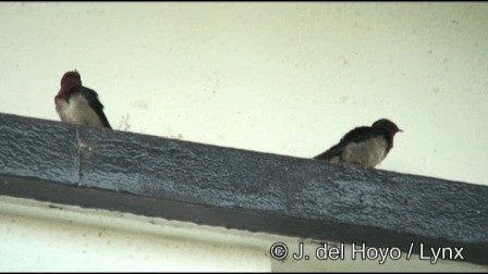 Golondrina Angoleña - ML201185481