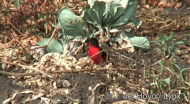 Black-headed Gonolek - ML201185491