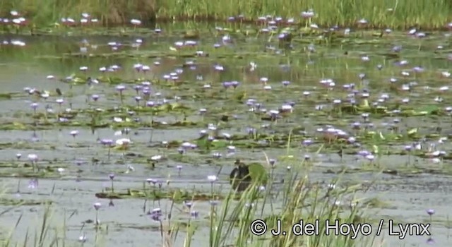 Spur-winged Goose (Northern) - ML201185531