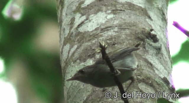 Camaroptère à dos vert (toroensis/kamitugaensis) - ML201185601