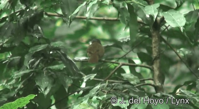 Red-tailed Greenbul - ML201185621