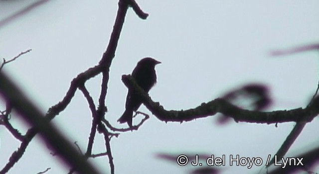 Drongo modeste (coracinus) - ML201185641