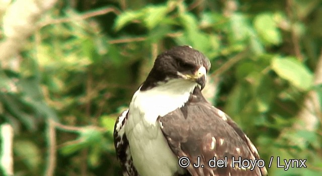 Águila Congoleña - ML201185701