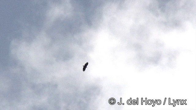 Crowned Eagle - ML201185711