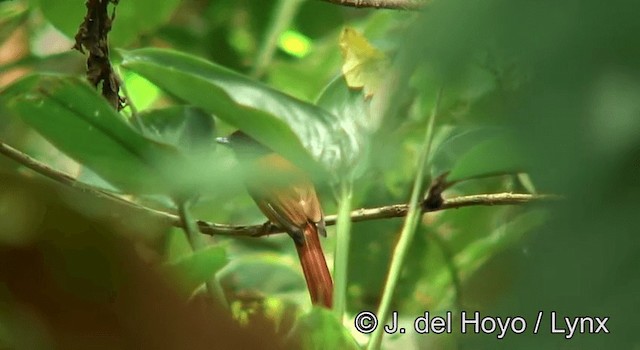 Senegalparadiesschnäpper [rufiventer-Gruppe] - ML201185721