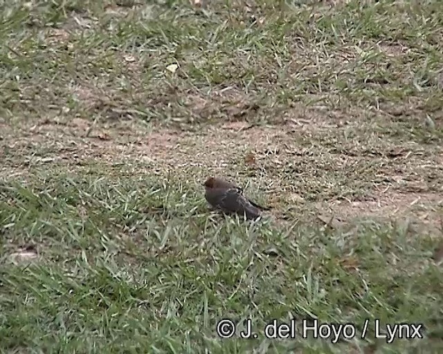 Golondrina Cabecicastaña - ML201185731