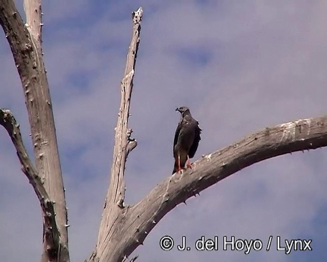 Crane Hawk (Banded) - ML201185791