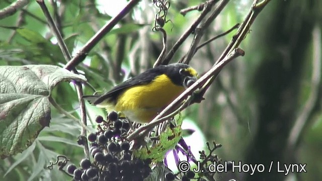 Yellow-throated Euphonia - ML201185851