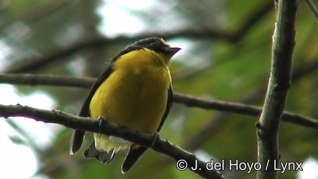 Yellow-throated Euphonia - ML201185861