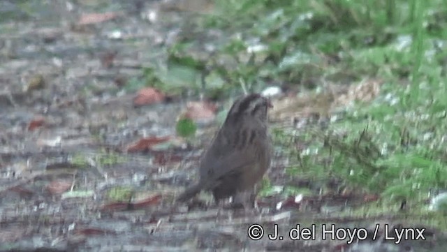 Rusty Sparrow - ML201185891
