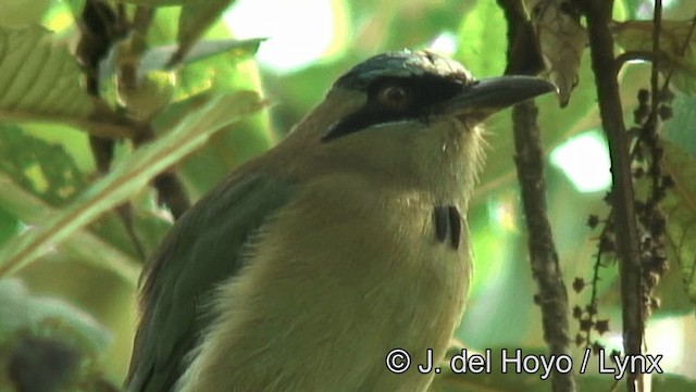 Motmot à tête bleue - ML201185911