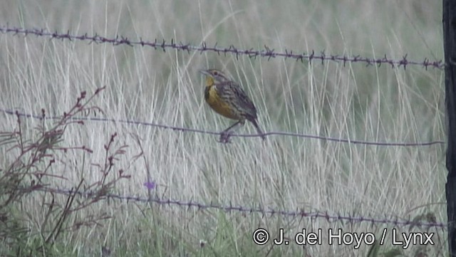 Eastern Meadowlark (Eastern) - ML201185931