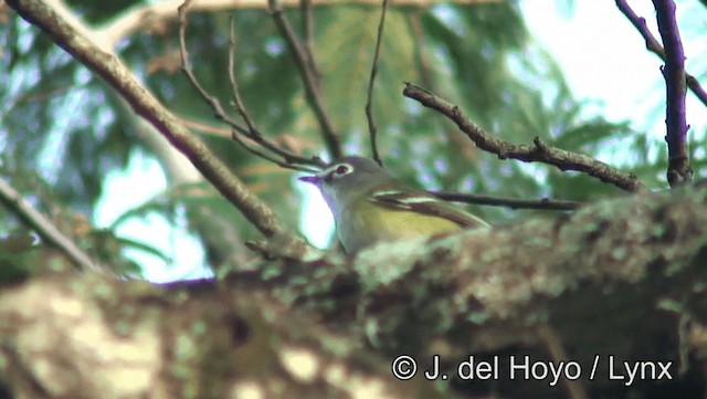 Blue-headed Vireo - ML201185981