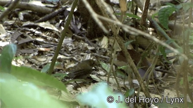 Common Scale-backed Antbird (Gray-breasted) - ML201186001