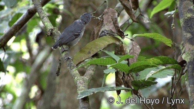 Black-chinned Antbird - ML201186021