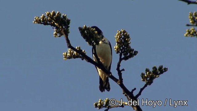 Red-billed Pied Tanager - ML201186031