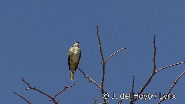 Piratic Flycatcher - ML201186051