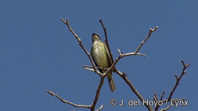 Piratic Flycatcher - ML201186061