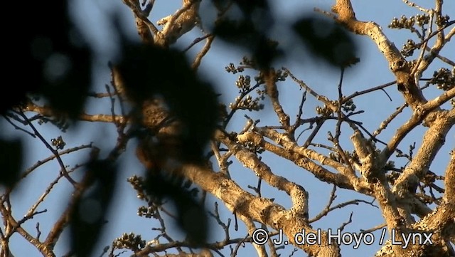 Rondoniabaumsteiger (fuscicapillus) - ML201186081