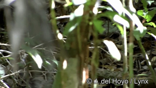 Rusty-belted Tapaculo - ML201186101