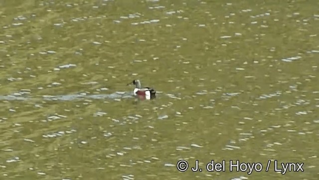 Northern Shoveler - ML201186141