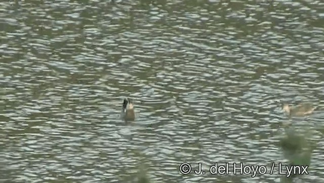 Gadwall - ML201186161