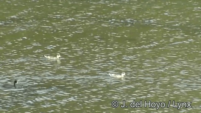 Marbled Duck - ML201186221