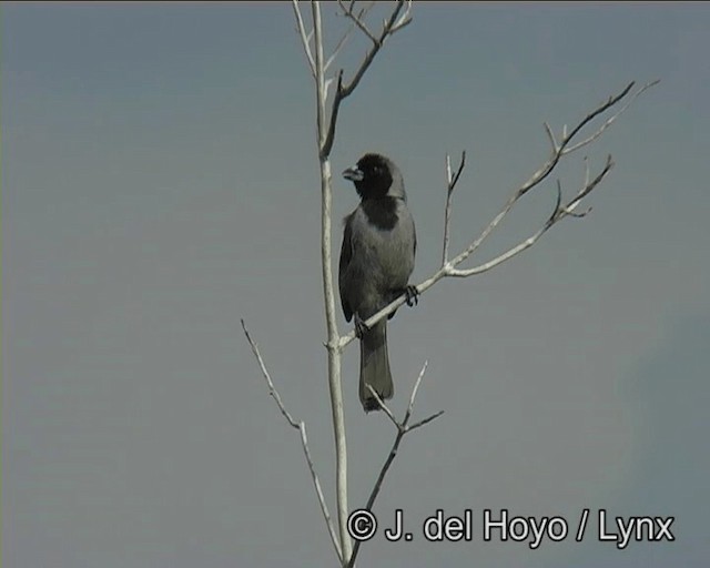 Black-faced Tanager - ML201186301