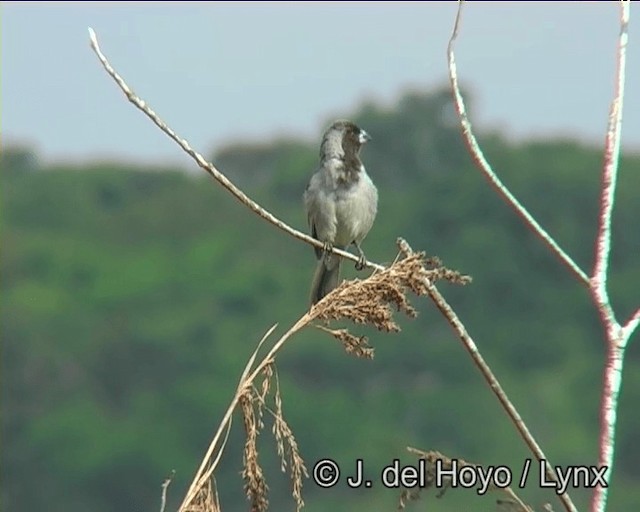 Tangara Carinegra - ML201186311