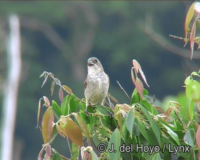 White-throated Seedeater - ML201186321