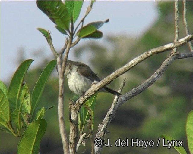 Semillero Ventriblanco (grupo leucoptera) - ML201186341