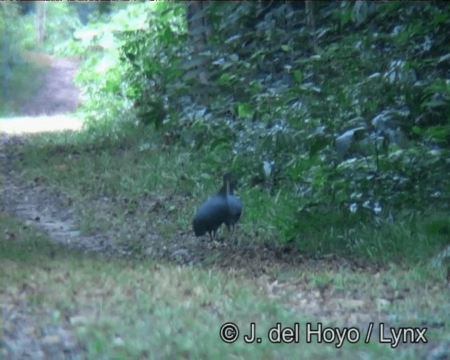 Solitary Tinamou - ML201186361